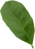 leafs-back.png